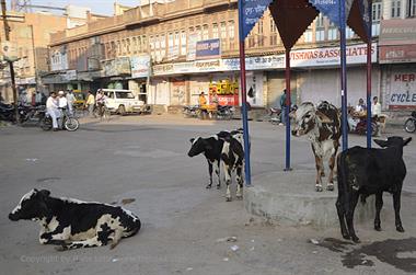 05 Bikaner_DSC2856_b_H600